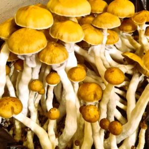 jedi mind fuck strain