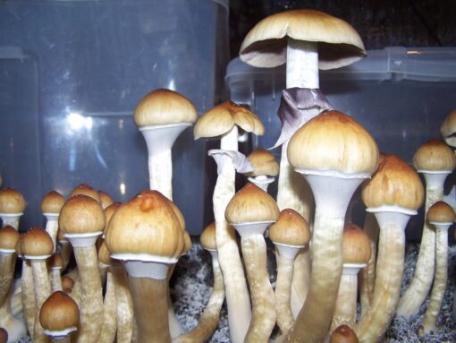 thai-koh-samui thai-koh-samui