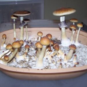 Treasure Coast Strain