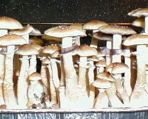 South American Strain