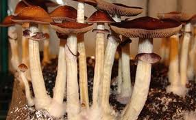 Thai Pink Buffalo Strain